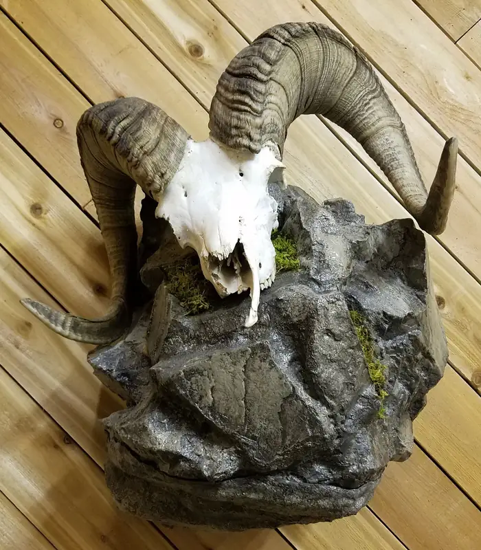 Dall sheep skull mount on rock