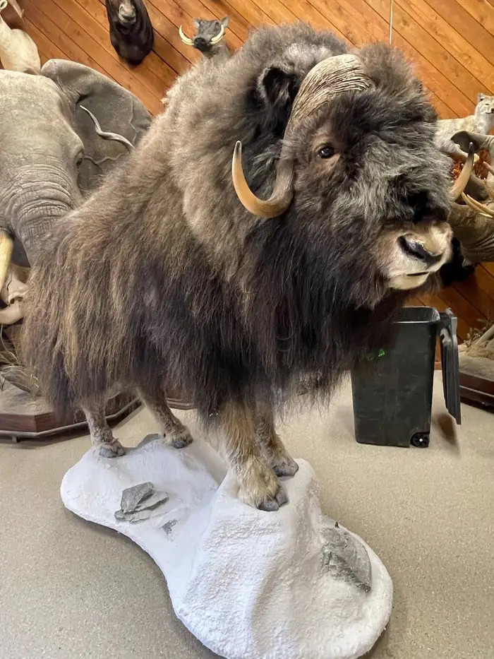 Musk ox shoulder mount