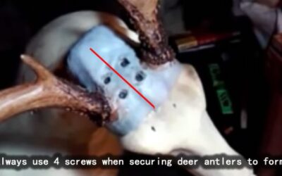 Securing Deer Antlers